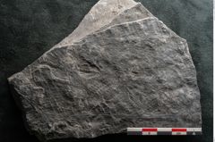 Foto (Detailansicht) von Neuropteris sp.  (NHMW-GEO-2024-0188-10690)